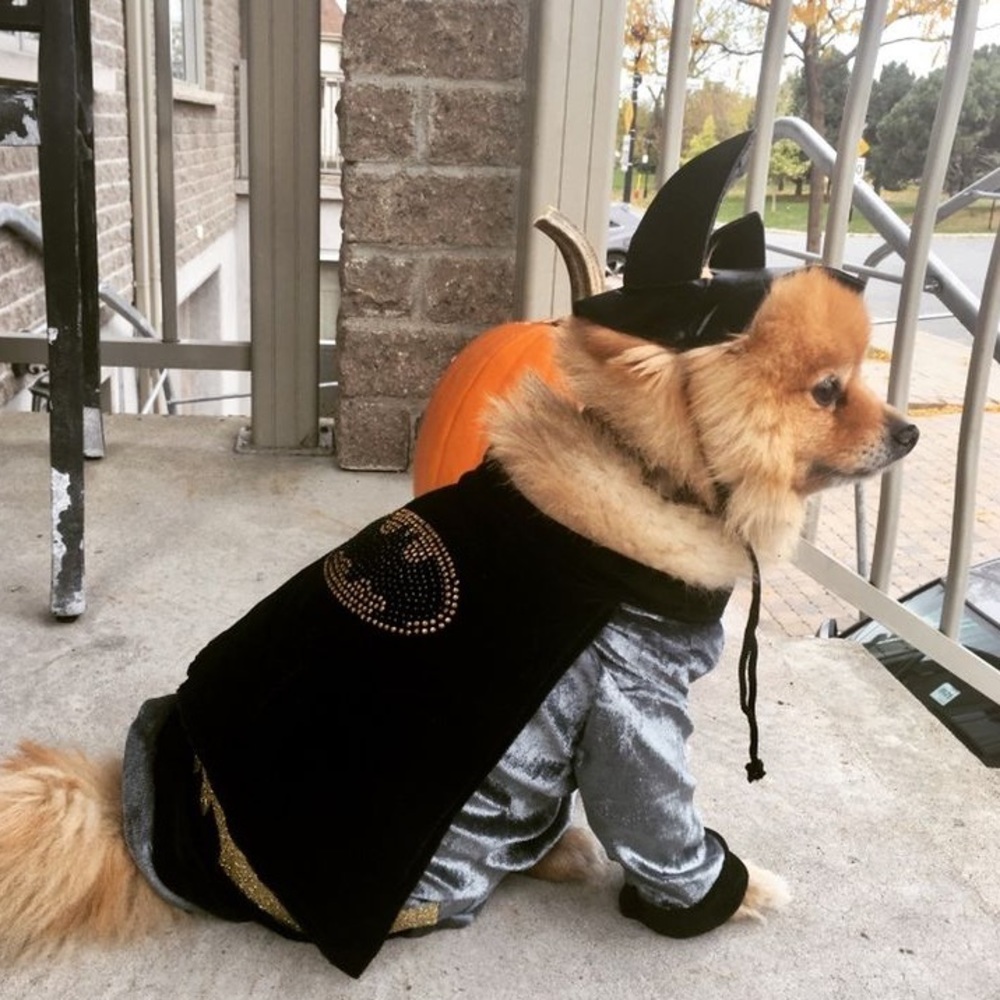 🦇Batman dog costume 🦇